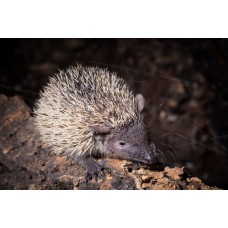 Tenrec - Echinops telfairi